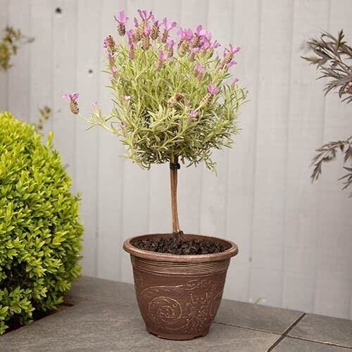 Planter Pot Round Garden Decorative Outdoor Ornate Black Gothic 38cm Plant Pots