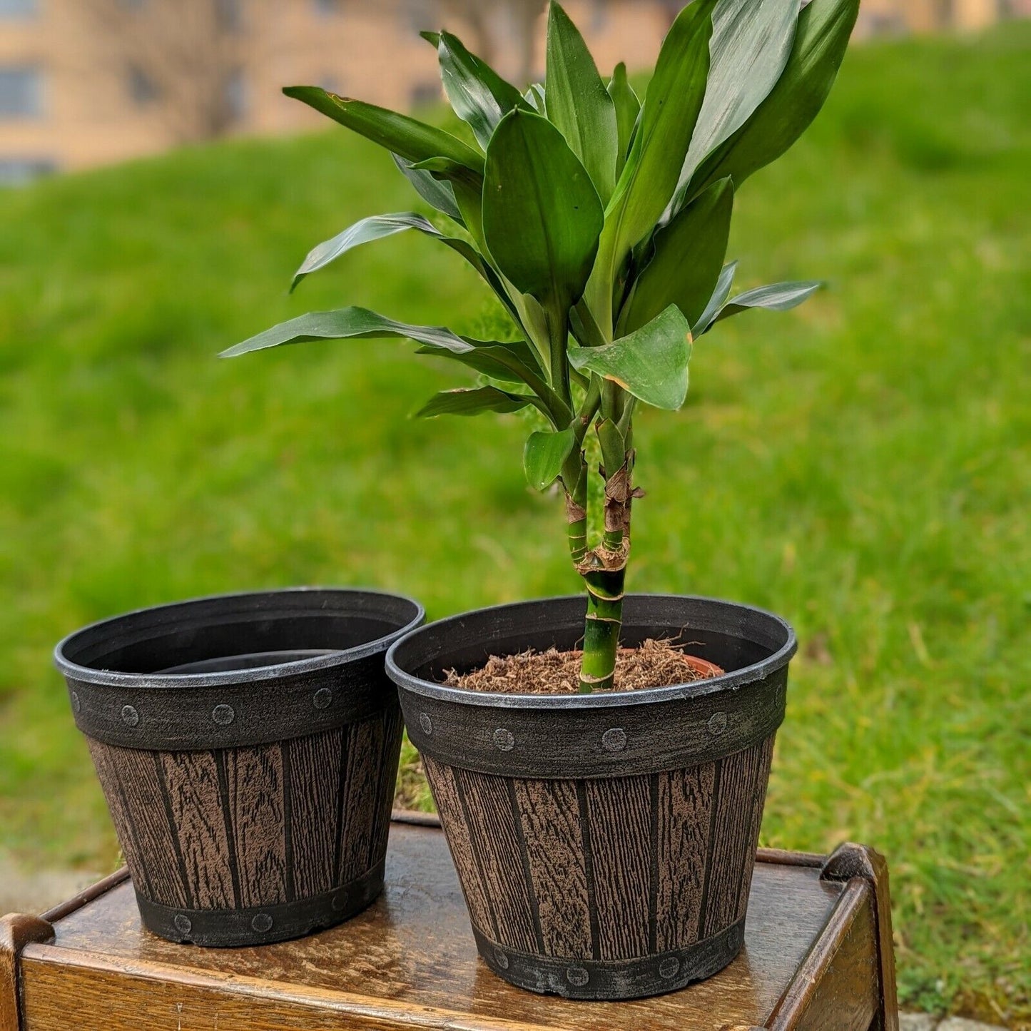 Set of 2 Round Barrel Planter Brown Chestnut 20cm Plastic Pot 3L Outdoor Tub