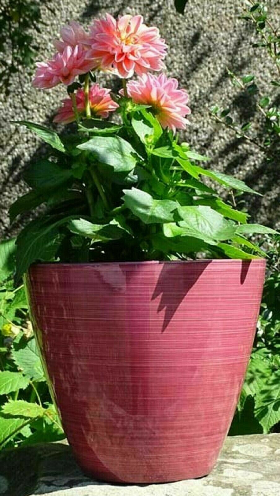 25cm Large Plastic Round Coral Pink Savannah Planter Plant Flowers Pot Cover