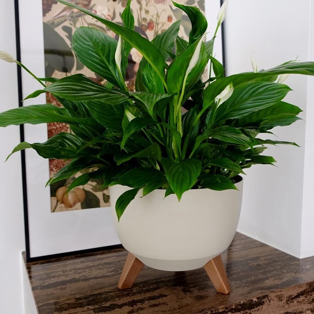 Large Cream Bowl Planter Plant Pot Cover Stand Legs Indoor Outdoor Garden Pot
