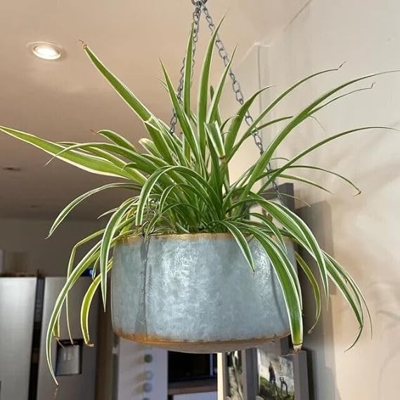 Grey Metal Hanging Plant Pot Flower Basket Garden Planter Gold Decorative Rim