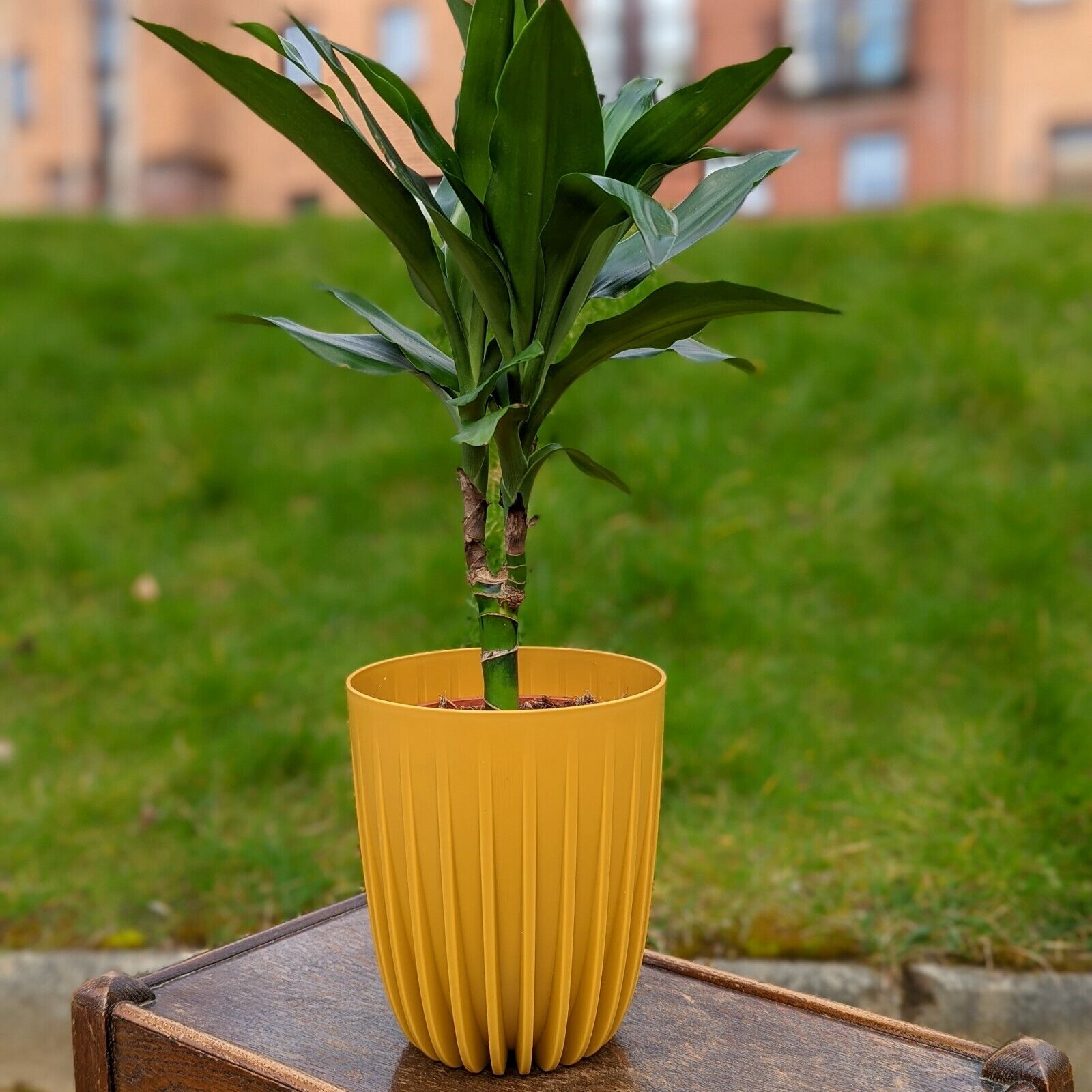 Mustard Yellow Plastic Plant Pot 15cm Round Garden Planter Cover Garden Decor